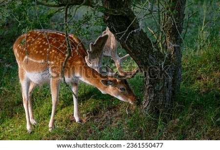 A young deer in the forest. Cute young deer. Young deer in forest. Deer in nature Royalty-Free Stock Photo #2361550477