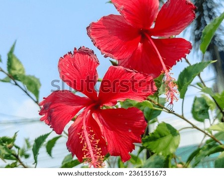 A picture of Red Hibiscus Rosa Sinensis, blooming in the garden, taken with closeup angle shot 