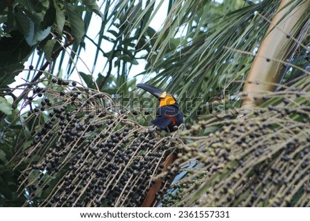 bird eating in the palm tree, toucans, acaizeiro, sustainable garden, landscaping with native plants, Piciforme Order, Ramphastida Family, forest edge, Atlantic forest
