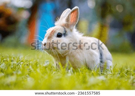 Lovely furry baby white and brown rabbit looking at camera while sitting on green grass over bokeh nature background. Adorable rabbit plays and is relax in nature green grass. Easter bunny concept