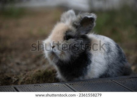 Super detailed close up of a bunny rabbit lionhead breed sitting in the grass