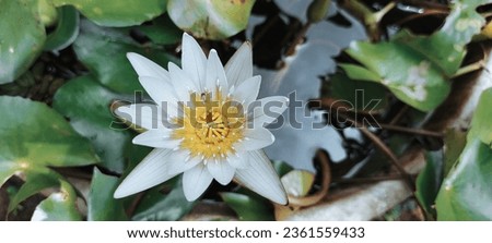 waterlily blossom top view wallpaper 