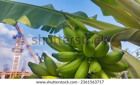 A picture of banana Fruit in bunches