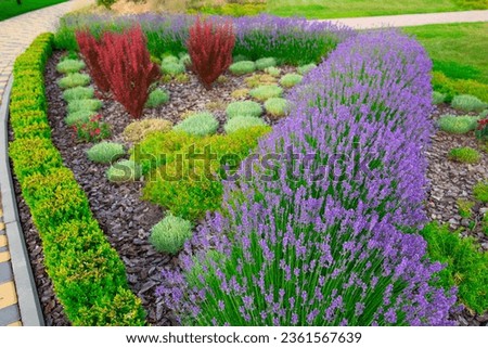Nature's Lavender Canvas: Painting the Garden with Color