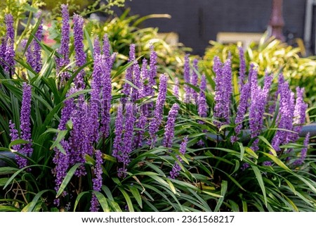 Selective focus of blue Lily turf flower in the garden, Liriope muscari is a species of flowering plant from East Asia, Herbaceous perennial has grass-like evergreen foliage, Nature floral background. Royalty-Free Stock Photo #2361568217