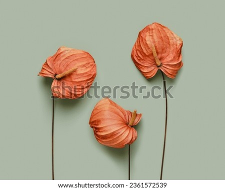 Autumn seasonal styling orange flower calla, close up dry flowers with petals textured on olive color background, botanical design, beauty in nature flat lay florals, vivid scenic, fall season mood