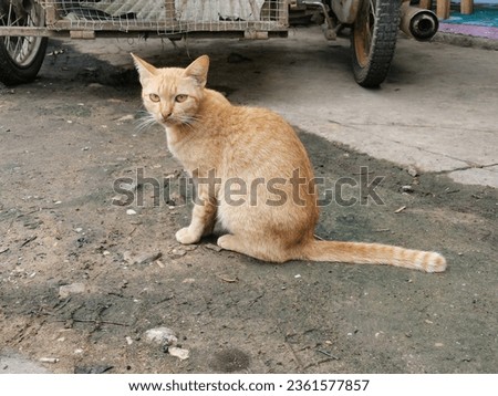 A cute Thai cat or pet is sitting, standing, walking or cleaning its body.