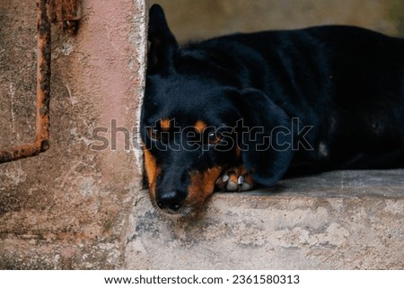 Picture of a Dachshund Dog Gazing