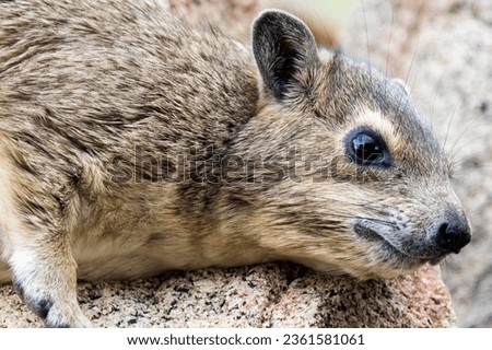 The coarse vegetation the Hyrax eats means they need to take time out to digest their difficult diet. They are also poor thermoregulators so will rest up in the extremes of heat or cold. Royalty-Free Stock Photo #2361581061