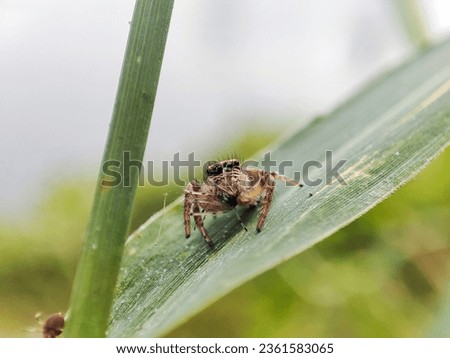 jumping Spider is eating its prey.
