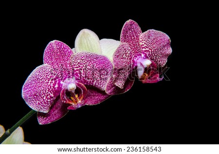 Beautiful purple orchids isolated on black background with water 