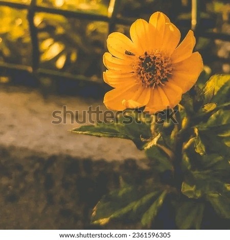 Beautiful yellow Flower in evening 
