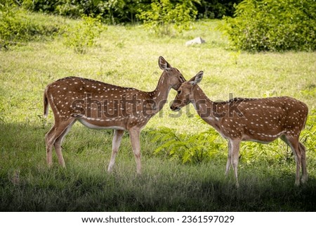 In this picturesque scene, two graceful deer emerge from the edge of a tranquil forest glade. 