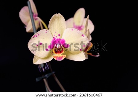 Yellow phalaenopsis orchid flowers isolated on a black background. Royalty-Free Stock Photo #2361600467