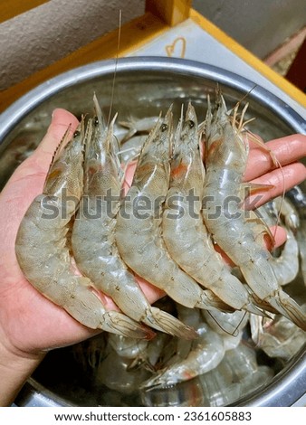 A small sea shrimp is placed in the hand.