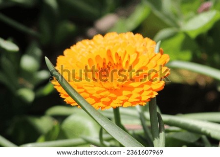 
close-up of a yellow flower