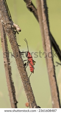 In this photo, an insect can be seen perched on a wooden object.  This insect has a small body and attractive color, probably resting or looking for food there.