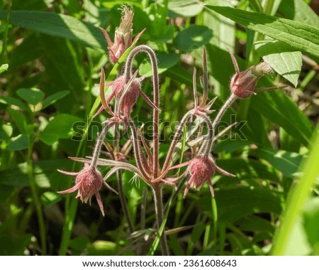Geum triflorum (Prairie Smoke) Native North American Wildflower
