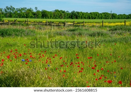 Photo of red poppies in a meadow