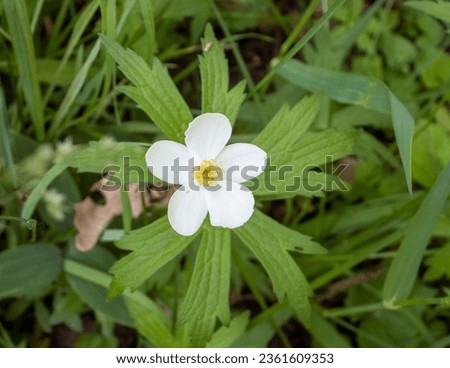 Anemone canadensis (Canada Anemone) Native North American Prairie Wildflower