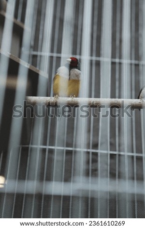 colored bird in the cage