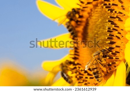 Bee on Sunflower: A Close-Up in Selective Focus