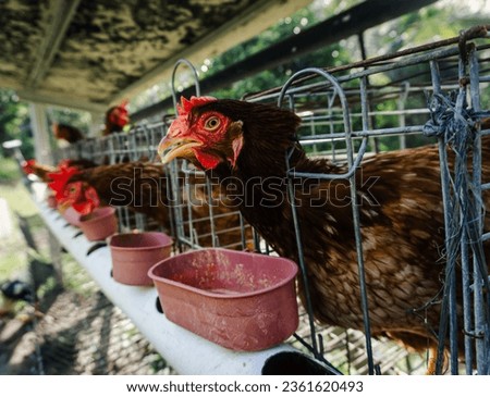 laying hens are bred, these chickens are the Rhode Island Red type which breeders generally breed to produce eggs for consumption Royalty-Free Stock Photo #2361620493