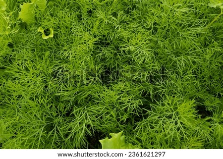 Background from young dills. Fresh fennel. Green dill plants for publication, design, poster, calendar, post, screensaver, wallpaper, postcard, banner, cover, website. High quality photography