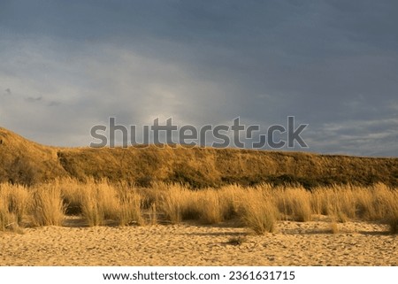 Punta Penna beach in Abruzzo, Italy. This picture was shot on a cloudy day, right before a storm. The sunset lights the sand and vegetation of a yellow color, typical of golden hour. 