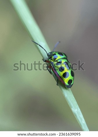 A Jewel bug resting on a thin green twig outdoor with macro view and blurry background