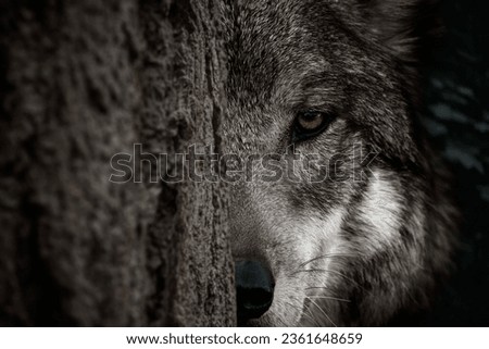 Adult wolf peeps out from behind a tree trunk in a dark forest. Half of the face is visible, the formidable gaze of the leader of the pack, blurred background, selective focus Royalty-Free Stock Photo #2361648659