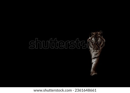 The fierce tiger moves directly to the viewer from the darkness. Black background suitable for the text