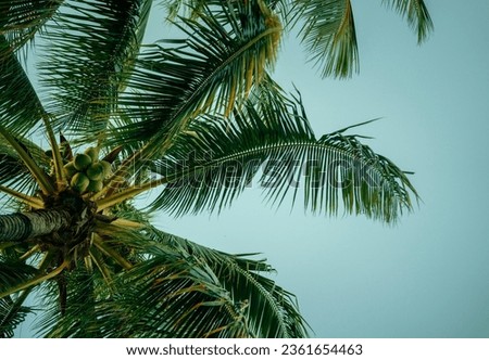 coconut tree grove Florida vacation 