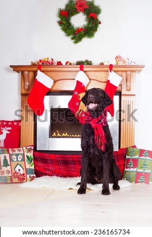 black dog by a fireplace decorated for christmas
