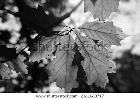 Leaves, autumn atmosphere, black and white image, natural background
