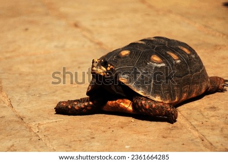 The Cherry Head Red-Footed Tortoise or Geochelone carbonaria has bright red or orange patches on its feet and head, and its shell color varies from light to dark brownish.