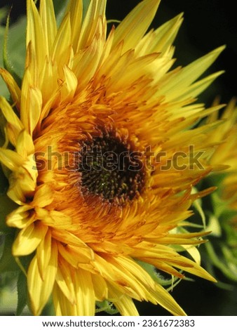 A close-up of a sunflower bloom, capturing its vibrant yellow petals in exquisite detail