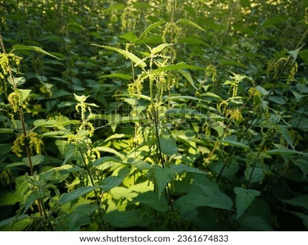Flowering plant of common nettle (Urtica dioica, stinging nettle, nettle leaf, stinger), with stem and leaves covered with thin needles, growing in meadow. Sunlight highlight this plant amidst others