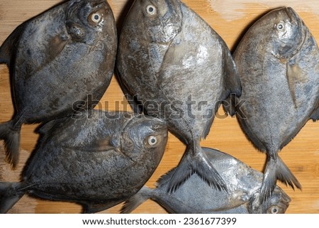 Fresh Black Pomfret Fish on a wooden pad or wooden chopping board. full dept of field ,selective focus.aavoli pictures