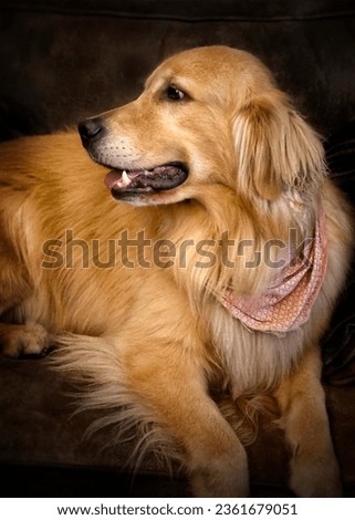 close-up portrait of golden retriever dog photo with head turned to the side