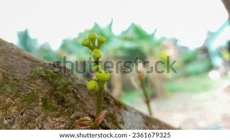 Water Guava or Jambu Air (Syzygium aqueum) pistils that grow on the branch and stem. Guava in the garden background in landscape style
