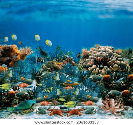 water nature fish sea coral egypt red sea Underwater world top view corals self-leveling floors 3d floor nature