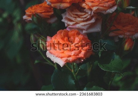 Beautiful flower orange rose blossom in nature garden with branch and green leaves, blurry background.