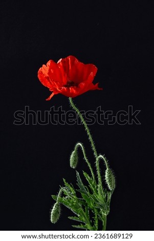 Red poppy flower on black background. Flander poppy. Lest we foget concept. Aesthetic floral minimalist composition.