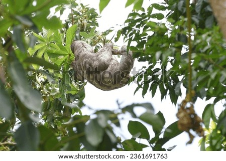 sloth animal Brazilian fauna furry animal that lives in trees tropical