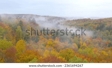 utumn landscapes, leaves, forest, autumn forest