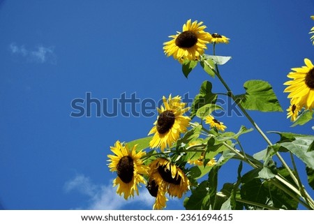 Sunflowers with blue sky as background.
