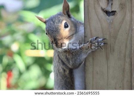 A chubby Eastern Gray Squirrel that is climbing a wooden post in the garden.