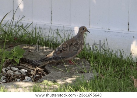 A flock of mourning doves roosting in a shaded area of the lawn.