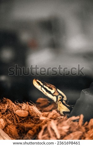 Nala my Ball Python Snake posing for picture